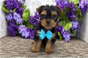 Malcolm - Yorkshire Terrier - Yorkie for sale