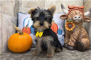 Reid - Yorkie for sale