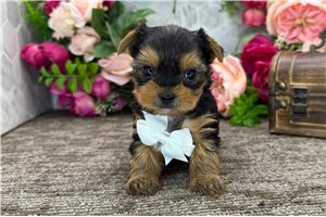 Otis - puppy for sale