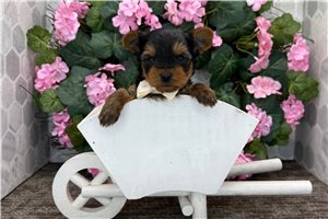 Matthew - Yorkshire Terrier - Yorkie for sale
