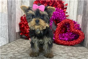 Cassidy - Yorkshire Terrier - Yorkie for sale