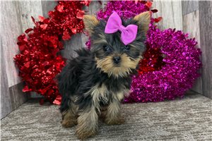 Celine - Yorkshire Terrier - Yorkie for sale