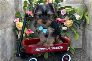 Nole - Yorkshire Terrier - Yorkie for sale