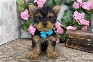 Landon - Yorkshire Terrier - Yorkie for sale