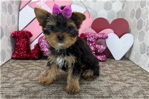 Cecilia - Yorkshire Terrier - Yorkie for sale