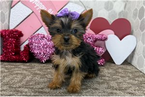 Camila - puppy for sale