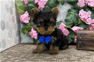Logan - Yorkshire Terrier - Yorkie for sale