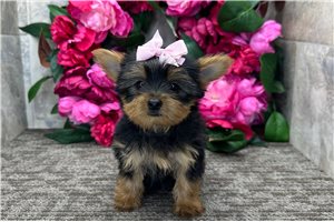 Missy - Yorkshire Terrier - Yorkie for sale