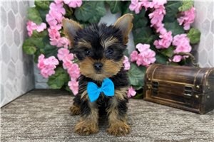 Landon - Yorkshire Terrier - Yorkie for sale