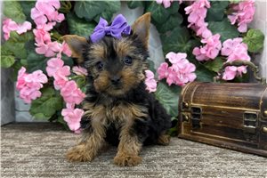 Luna - Yorkshire Terrier - Yorkie for sale