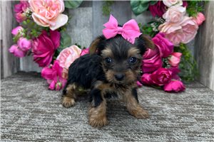 Vanna - puppy for sale