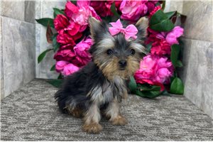 Natalie - Yorkshire Terrier - Yorkie for sale