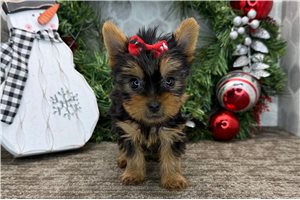 Tess - puppy for sale