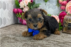 Noland - Yorkshire Terrier - Yorkie for sale