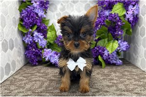 Orlando - Yorkshire Terrier - Yorkie for sale