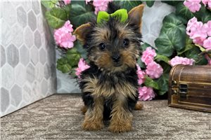 Luna - Yorkshire Terrier - Yorkie for sale