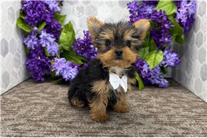 Otis - Yorkshire Terrier - Yorkie for sale