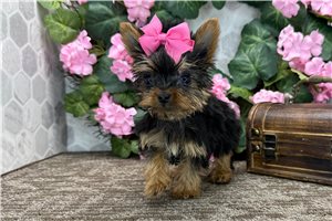Lucy - Yorkshire Terrier - Yorkie for sale