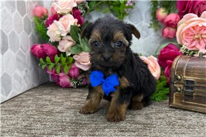 Nicolas - puppy for sale
