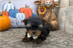 Gino - Yorkie for sale