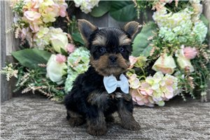 Pirate - Yorkshire Terrier - Yorkie for sale
