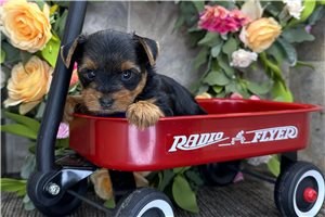 Orion - Yorkshire Terrier - Yorkie for sale