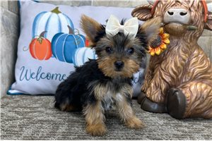 Francesca - Yorkshire Terrier - Yorkie for sale