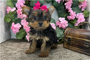 Lily - Yorkshire Terrier - Yorkie for sale
