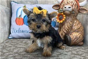 Vivian - Yorkie for sale
