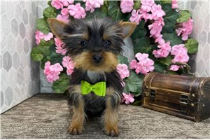 Carter - Yorkshire Terrier - Yorkie for sale
