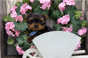 Maverick - Yorkshire Terrier - Yorkie for sale