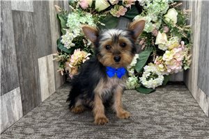 Oliver - Yorkshire Terrier - Yorkie for sale