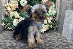 Nicolas - Yorkshire Terrier - Yorkie for sale