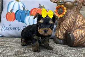 Greta - Yorkie for sale
