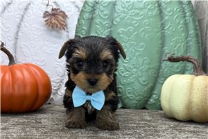 Soldier - puppy for sale