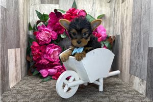 Oliver - Yorkshire Terrier - Yorkie for sale