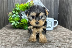 Octavia - Yorkshire Terrier - Yorkie for sale