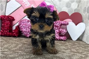 Evelyn - puppy for sale