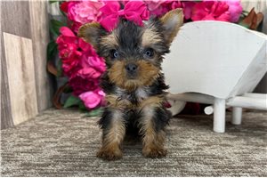 Natalie - Yorkshire Terrier - Yorkie for sale