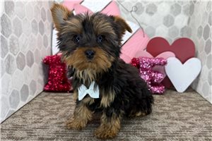 Cooper - Yorkshire Terrier - Yorkie for sale