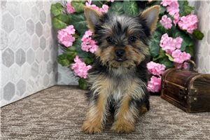Emory - Yorkshire Terrier - Yorkie for sale