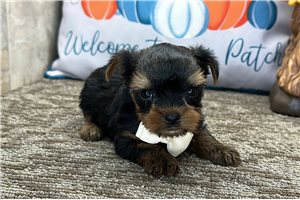 Gino - Yorkie for sale