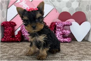 Eleanor - Yorkshire Terrier - Yorkie for sale