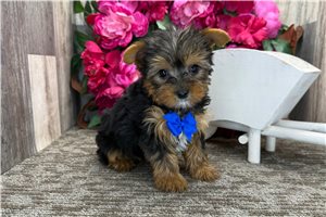 Noland - Yorkshire Terrier - Yorkie for sale