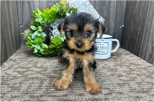 Ollie - Yorkshire Terrier - Yorkie for sale