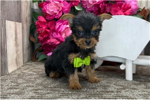 Orlando - Yorkshire Terrier - Yorkie for sale