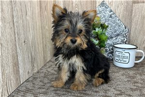 Cricket - Yorkshire Terrier - Yorkie for sale