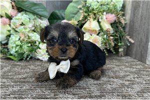 Seamus - puppy for sale