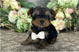 Stuart - Yorkshire Terrier - Yorkie for sale