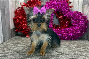 Colette - Yorkshire Terrier - Yorkie for sale